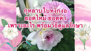 กุหลาบใบหงิกงอ ยอดดำ ยอดไหม้ เพราะอะไร พร้อมวิธีดูแลรักษาให้กลับมาสวย