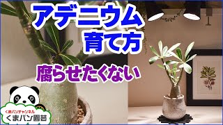 アデニウムの育て方・植え替え【くまパン園芸】