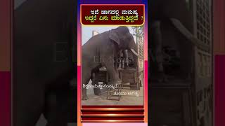 ಇದೆ ಜಾಗದಲ್ಲಿ ಮನುಷ್ಯ ಇದ್ದರೆ ಏನು ಮಾಡುತ್ತಿದ್ದರು ? | Elephant | Animal