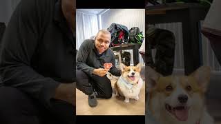 Marty the Office Corgi Visits nonPareil! | #Shorts #Autism #Corgi