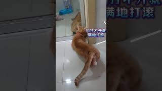 上厕所时候每个猫咪都会这样做吗？ #猫 #搞笑