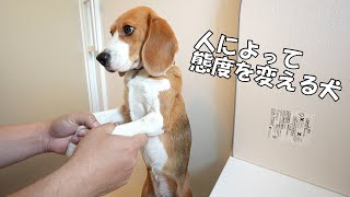 「お風呂」での嫌がり度合いがパパとママでこんなにも違う愛犬ビーグル