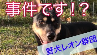 野犬レオン足負傷⁉️と迷子くん騒動