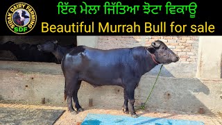 Beautiful Murrah Bull for sale, ਮੁਰਾਹ ਝੋਟਾ ਵਿਕਾਊ