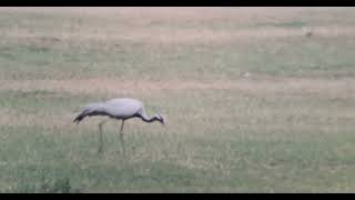 Demoiselle crane - Sagarejo, Georgia, May 2024