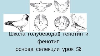 Школа голубевода урок 2 Основы селекции генотип и фенотип