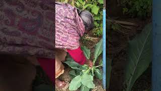 Gobi harvesting#phoolgobi #home garden#kitchen garden#cauliflower harvesting#organic 🏡😊