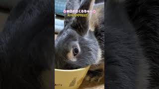 #うさぎとの生活 #rabbit 暑い主張⁉️食べるだけでも疲れちゃったみたい😅#かわいいうさぎ