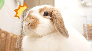 ホーランドロップ なぜ？うさぎがびっくりする音 The strange sound a rabbit is surprised