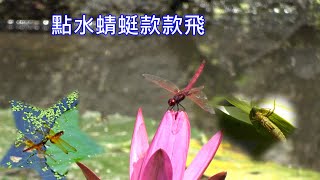 點水蜻蜓款款飛  蜻蜓點水只為下一代（幼蟲-水蠆ㄔㄞ、，成蟲-蜻蜓）