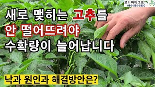 고추 낙과를 막아야 수확량이 늘어납니다. 원인과 해결방안은?