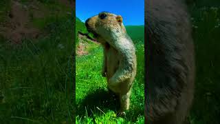 Cute Wild animal bobak marmot or prairie dog eating cookies yummy 106