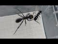 Dinoponera grandis (Brazil) vs Camponotus vagus queen (Russia) 07.2022