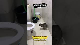 Ada yang pernah bantu kucing melahirkan? #kucing #anakgemoy #kucingmelahirkan