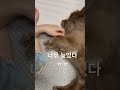 사육 당하다 강아지일상