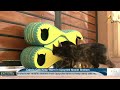 cairo s cats keep warm in upcycled mobile shelters