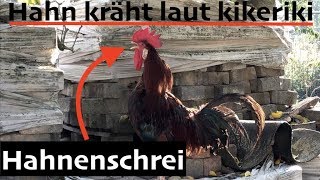 Hahnenschrei: Hahn kräht laut kikeriki