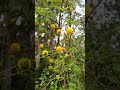 acacia babul homegardeningnir garden youtubeviralshorts