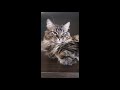 Сонный зевающий кот Морс sleepy yawning cat mors shorts