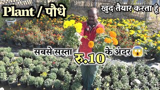 Cheapest Nursery Rs10, 20 Plants Only हमसे सस्ता रु. 10 के अंदर 😱 और अच्छा Plant कही नही मिलेगा