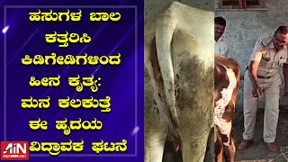 ಹಸುಗಳ ಬಾಲ ಕತ್ತರಿಸಿ ಕಿಡಿಗೇಡಿಗಳಿಂದ ಹೀನ ಕೃತ್ಯ:ಮನ ಕಲಕುತ್ತೆ ಈ ಹೃದಯ ವಿದ್ರಾವಕ ಘಟನೆ | AllIndianNews