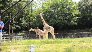 東山動物園　キリンのガイド 20140625 650