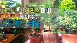 *코로나 바이러스* 대비 면역력 높여주는 피톤치드식물/집에서 하는 산림욕 편백나무키우기