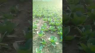 #nature , পাত কবি খেতি 🌱🌱 ভালো লাগিলে like কৰুণ