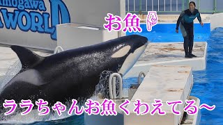 お魚咥えたララちゃん可愛すぎる～😍 鴨川シーワールド シャチ Kamogawa Sea World