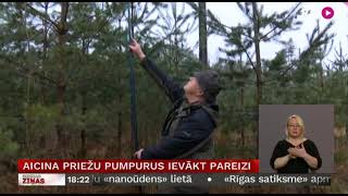 Aicina priežu pumpurus ievākt pareizi