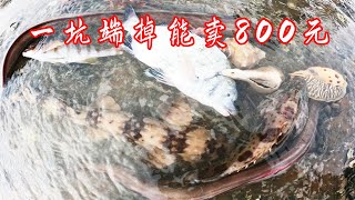 现宰的60斤羊内脏和羊血撒底潮坑，海货扎堆，一坑端掉能卖800元