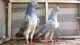 Saleti Kamagar Breeder pair for sale in Lahore Kashif Ali (0307-9771936)