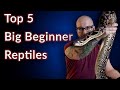 Top 5 BIG Beginner Reptiles