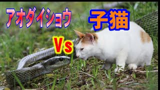 アオダイショウ Vs 子猫さて結果はいかに　2022年5月　愛媛県大洲市冨士山公園