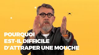 Pourquoi est-il difficile d'attraper une mouche 🪰 ? #LaMinuteJamy