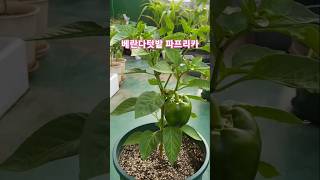 베란다텃밭 화분에서키운 파프리카. paprika grown on rooftop garden pot. #황영웅 빈지게