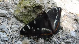 Limenitis populi