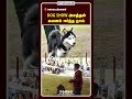 dog show அசத்தல் கவனம் ஈர்த்த நாய்