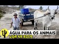 [VIDA NA ROÇA] João do Ó vai ao Tanque Buscar Água para os Animais - Parte 03 🌵