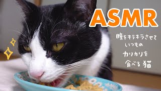 🍙👅ASMR｜がむしゃらにカリカリを食べる猫【咀嚼音】#216