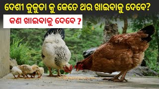 ଦେଶି କୁକୁଡା କୁ କେତେ ଥର ଖାଇବାକୁ ଦେବେ କଣ ଖାଇବା କୁ ଦେବେ ?|| Full day feeding desi murgi|| Odisha Farmer