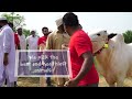 Kurbani Qurbani