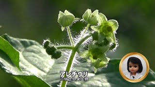 30秒の心象風景25701・特定外来生物～アレチウり～