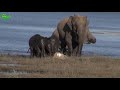 sweetest tusker elephant you will ever see. a friendly sri lankan elephant herd