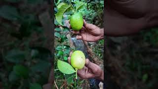 ১ টি লেবু গাছ একটি পরিবারের চাহিদা মিটাতে পরে #lemontree #lemon #farming #agriculture #farmer