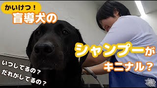 #3【かいけつ！】盲導犬の衛生面がキニナル？～シャンプー編～