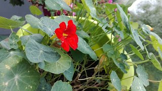 Jak smakuje nasturcja niska kwiat jadalny, edible flower