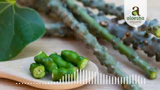 Aloesha Radio Talk Show: Tinospora cordifolia (Endelema)