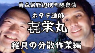 【青森県陸奥湾】ホタテ漁師㐂栄丸。稚貝の分散作業編です。