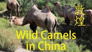 Wild Camels in Gansu, China 甘肃野骆驼群